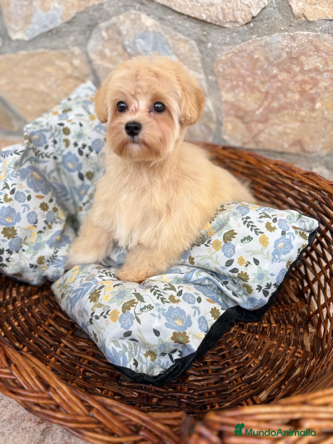 Maltipoo perros en venta: Maltipoo hembra disponible  - Imagen 8