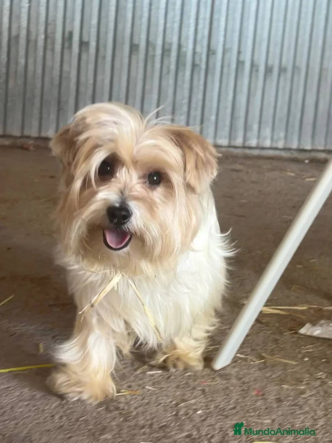 Biewer Yorkshire Terrier a la Pom Pon perros en venta: Biewer  - Anuncio 3