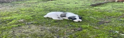 Mastín Español perros en venta: MASTINES  - Anuncio 4