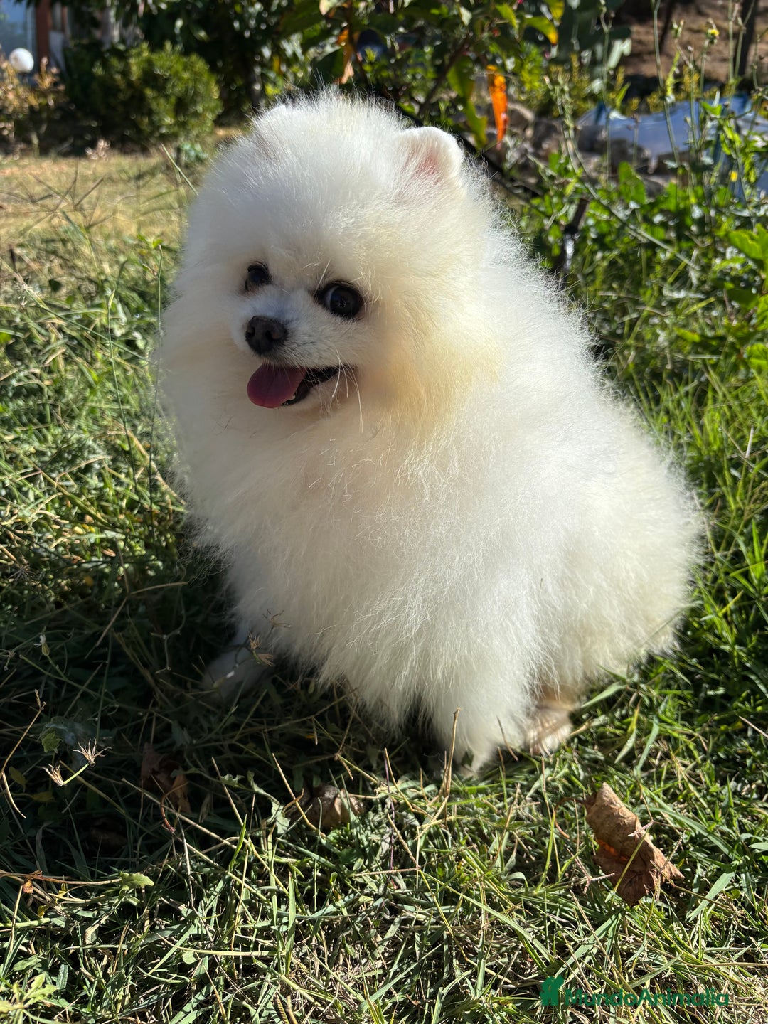 Pomerania perros en venta: Pomeranias macho y hembra disponible  - Anuncio 5
