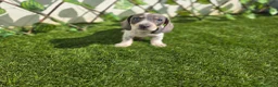 Teckel Miniatura perros en venta: TECKEL MINI PIELBALD BLUE - Anuncio 2