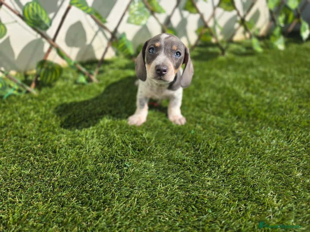 Teckel Miniatura perros en venta: TECKEL MINI PIELBALD BLUE - Anuncio 2