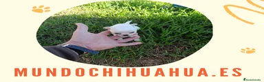 Chihuahua Cachorro 6