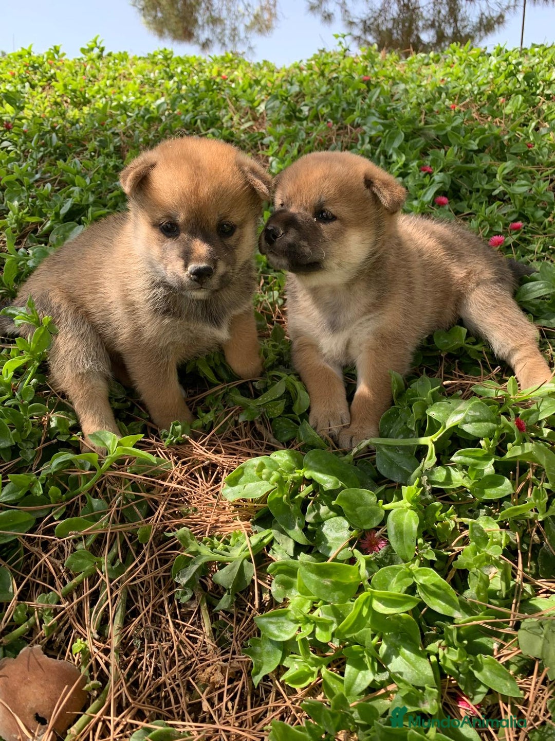 Shiba Inu perros en venta: SHIBA INU - Imagen 21