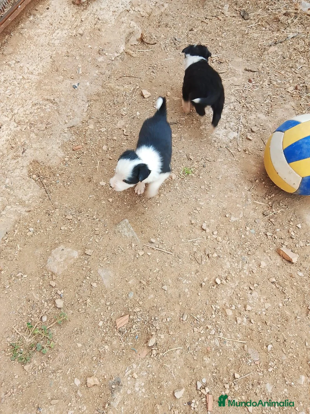 Border Collie perros en adopcion: Border collie - Anuncio 2
