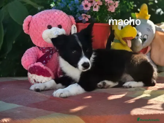Border Collie perros en venta: Border collie listos para entregar - Anuncio 2