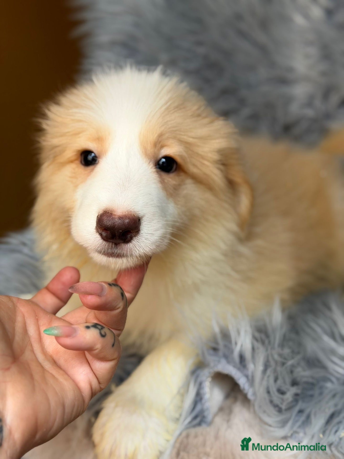 Border Collie perros Border collie macho💙🐾 - Anuncio 8