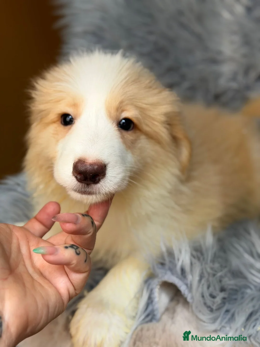 Border Collie perros en venta: Border collie macho💙🐾 - Anuncio 1