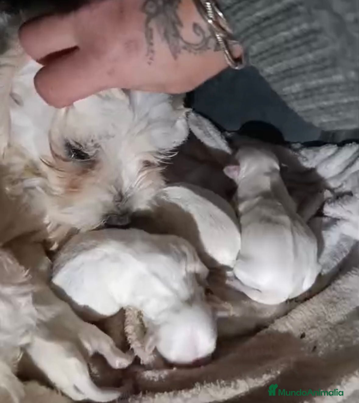 Bichón Maltés perros Nueva camada Bichon maltés toy  - Anuncio 2