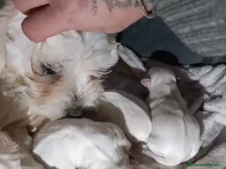 Bichón Maltés perros Nueva camada Bichon maltés toy - Anuncio 1