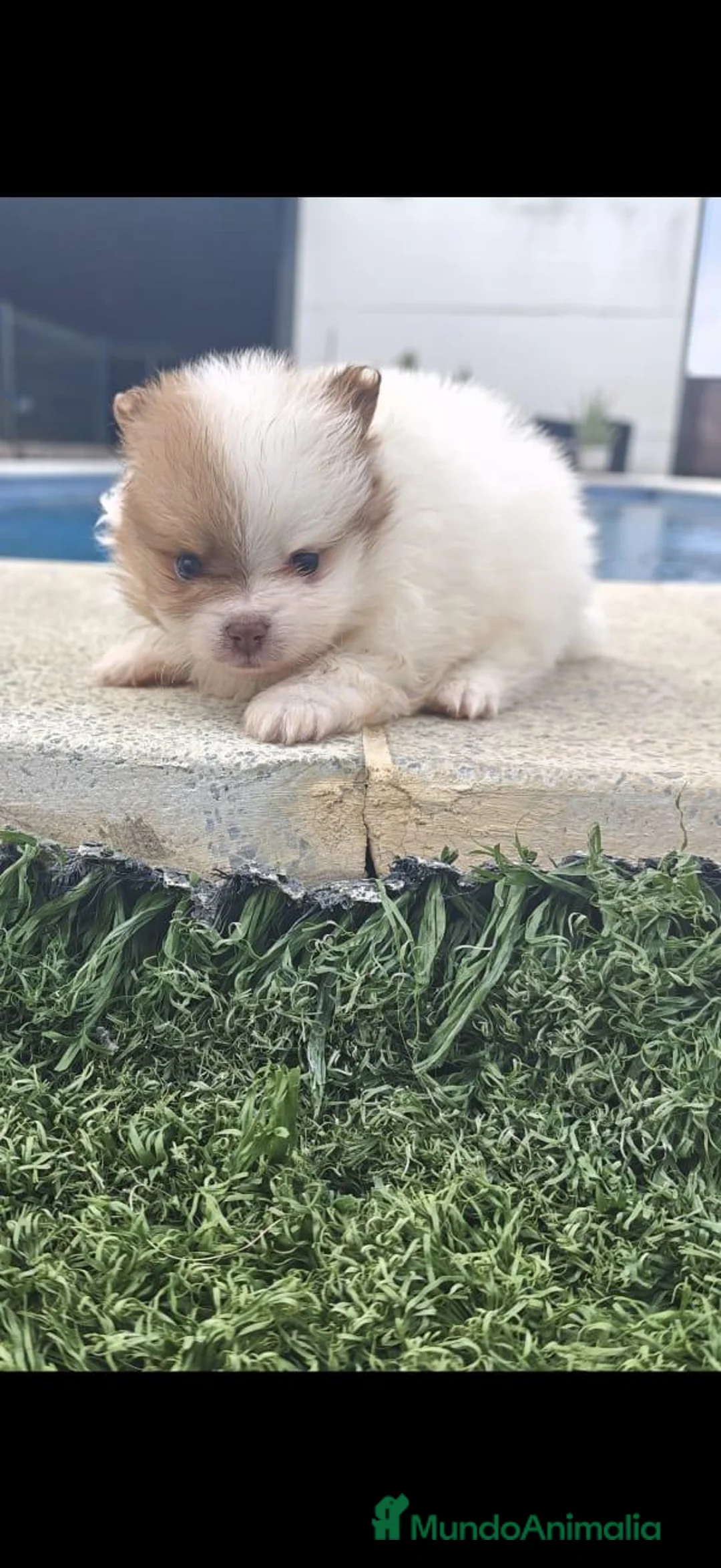 Pomerania perros en venta: Pomerania  - Anuncio 4
