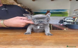 Bulldog Francés perros en venta: Excelentes Bulldog Frances - Imagen 4