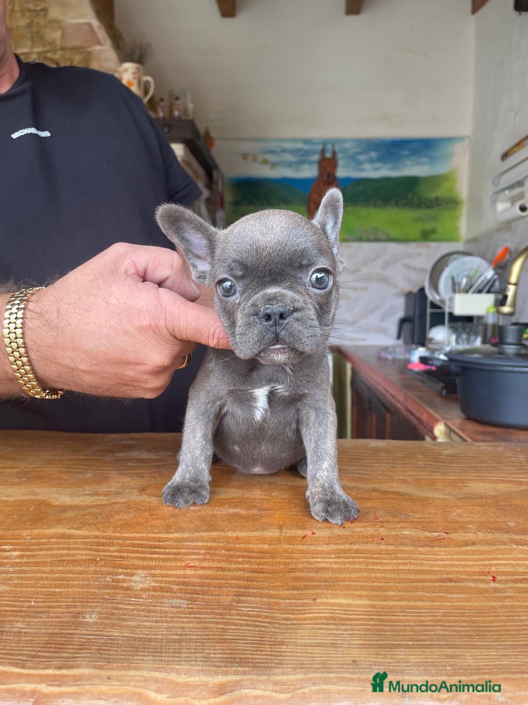 Bulldog Francés perros en venta: Excelentes Bulldog Frances - Imagen 4