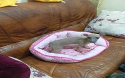 Pequeño Lebrel Italiano perros en venta: PICCOLO LEBREL ISABELINO - Anuncio 1