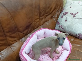 Pequeño Lebrel Italiano perros PICCOLO LEBREL ISABELINO - Anuncio 1