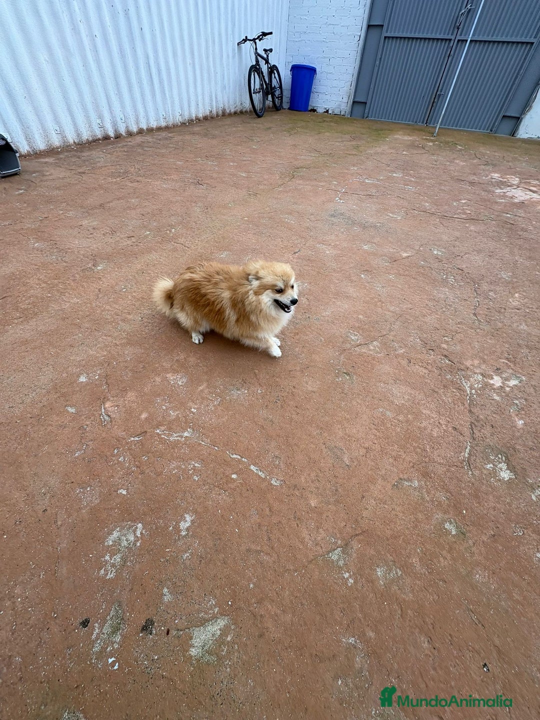 Pomerania perros en venta: Último pomerania  - Anuncio 10