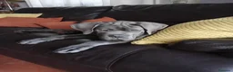 Cane Corso perros en venta: Cachorro de Cane Corso  - Anuncio 3