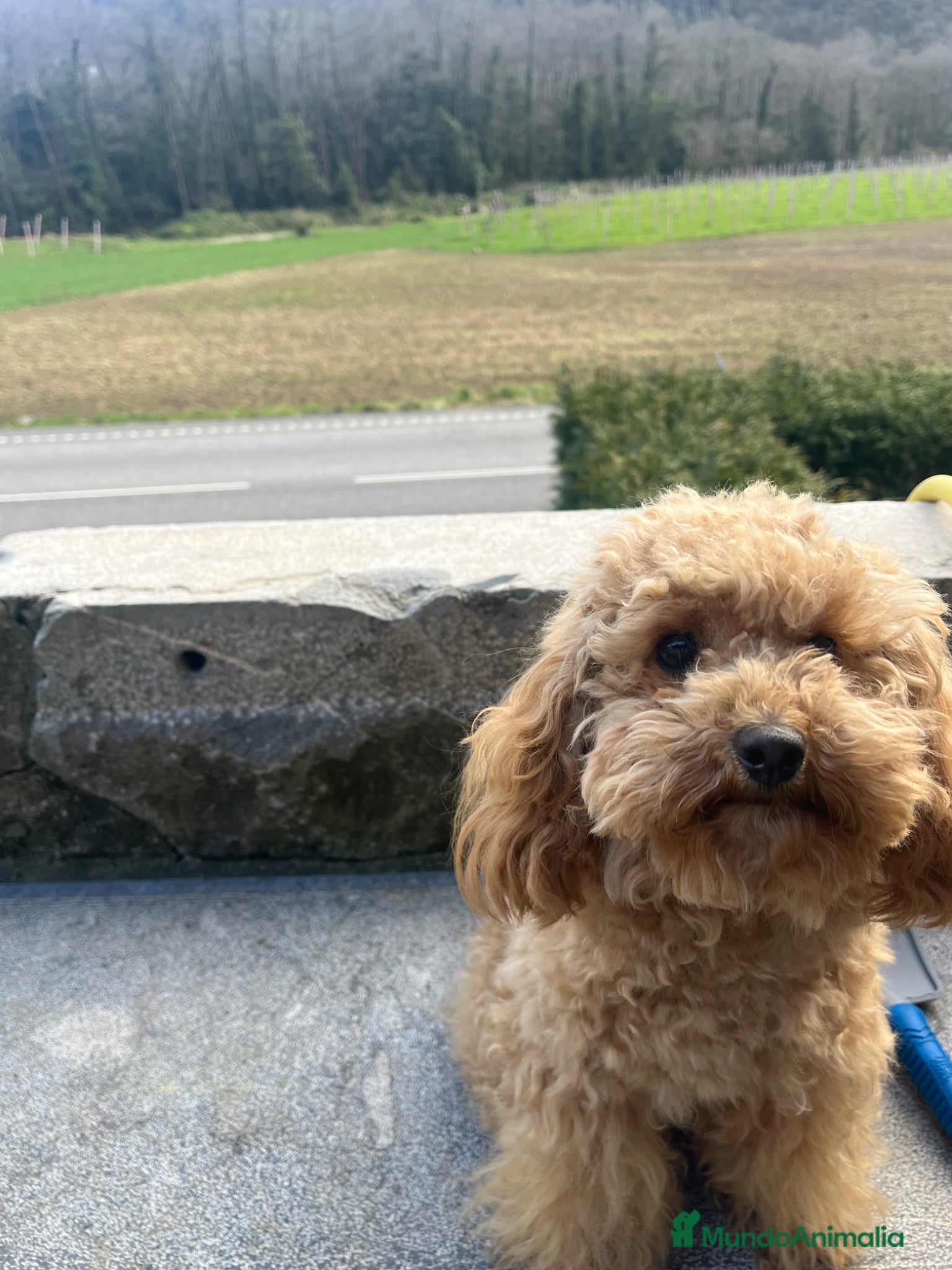 Caniche Mediano perros en venta: Caniche hembra - Anuncio 1
