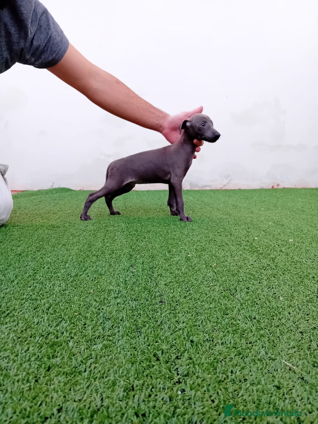 Pequeño Lebrel Italiano perros en venta: PICCOLO BLUE-OJOS AZULES - Anuncio 3