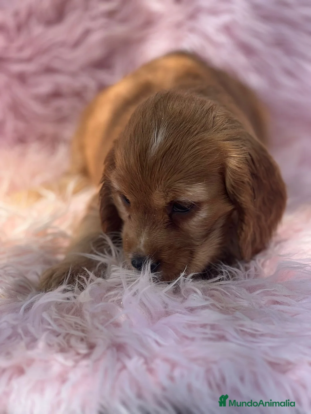 Cocker Spaniel Inglés perros en venta: HEMBRAS COCKER SPANIEL INGLES - Anuncio 4