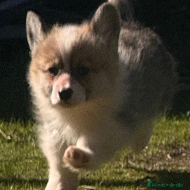 Welsh Corgi Pembroke perros Corgi - Anuncio 5