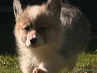 Welsh Corgi Pembroke perros Corgi - Anuncio 5