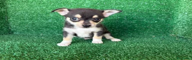 Chihuahua 3