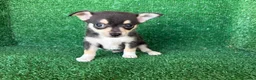 Chihuahua perros en venta: chihuahua - Anuncio 8