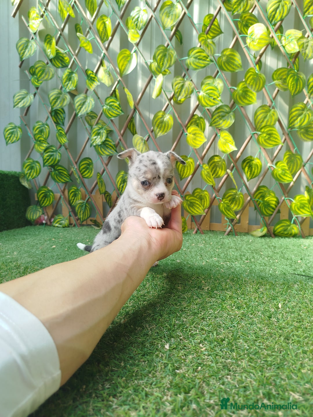 Chihuahua perros en venta: Chihuahua toy - Imagen 5