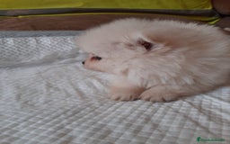 Pomerania perros en venta: Pomerania  - Anuncio 5