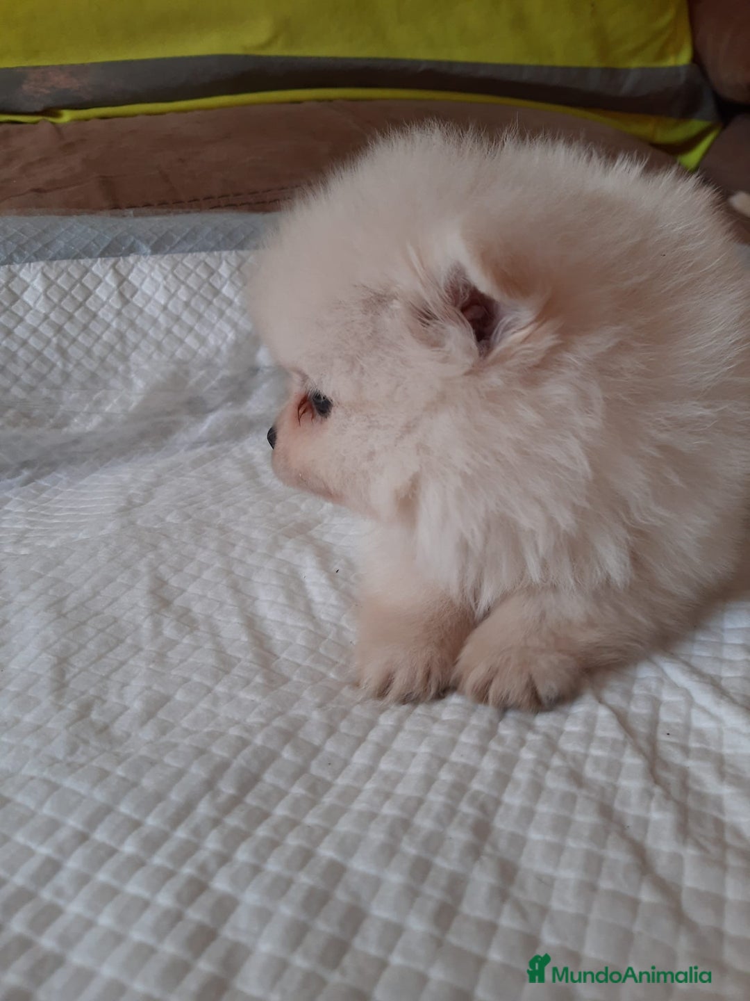 Pomerania perros en venta: Pomerania  - Anuncio 5