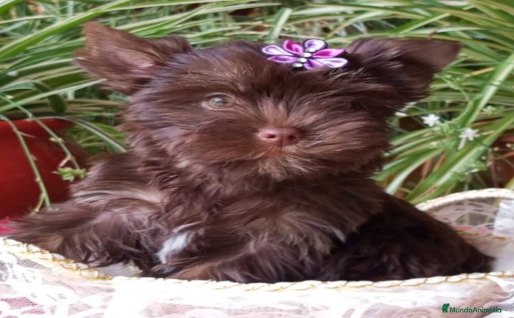 Yorkshire Terrier perros - Anuncio 1