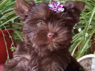 Yorkshire Terrier perros - Anuncio 22