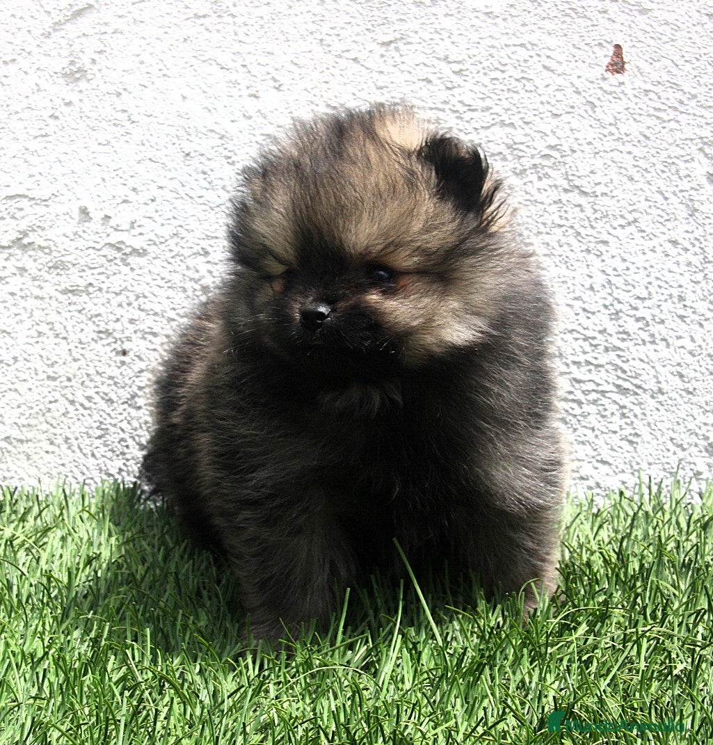 Pomerania perros Pomerania  - Anuncio 1