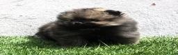 Pomerania perros en venta: Pomerania  - Anuncio 1