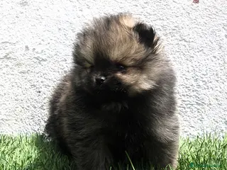 Pomerania perros Pomerania - Anuncio 4