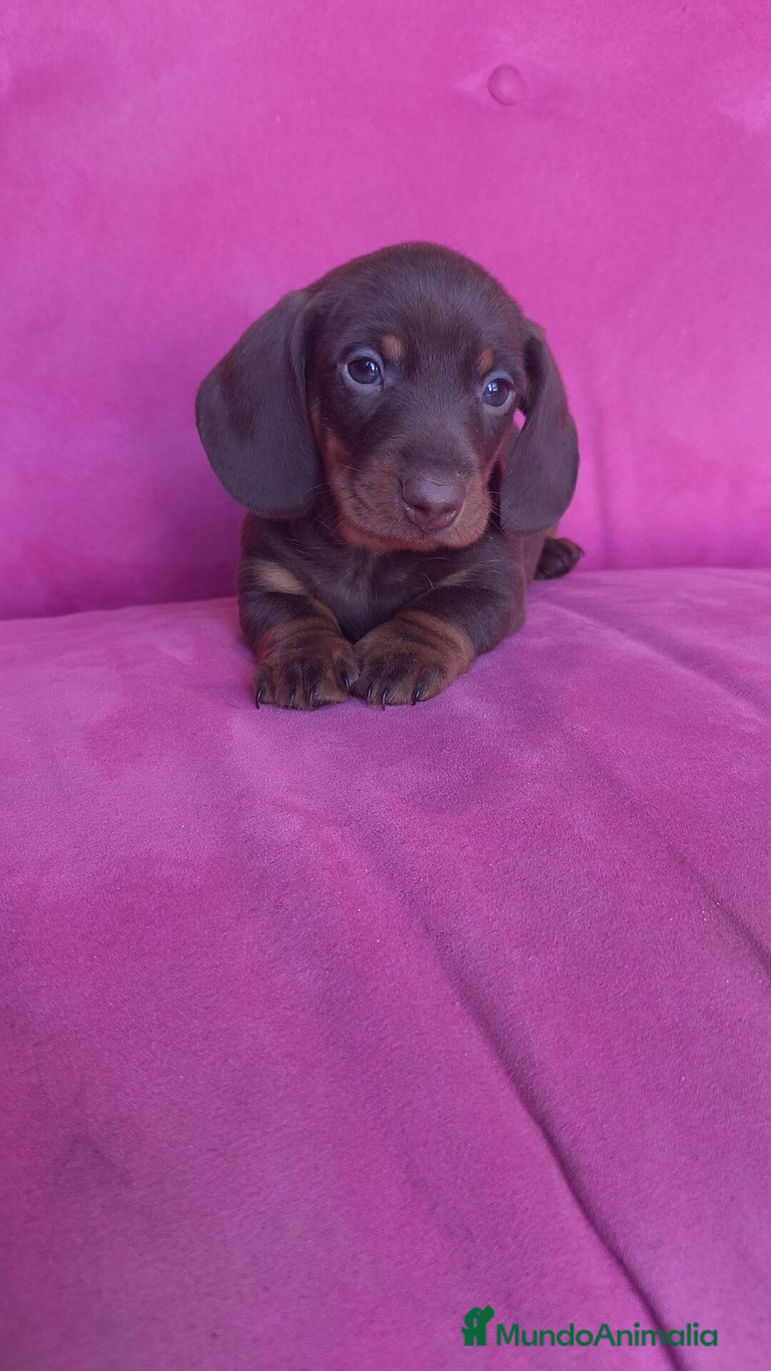 Teckel Miniatura perros en venta: Teckel Kanichen chocolate macho y hembra  - Anuncio 8