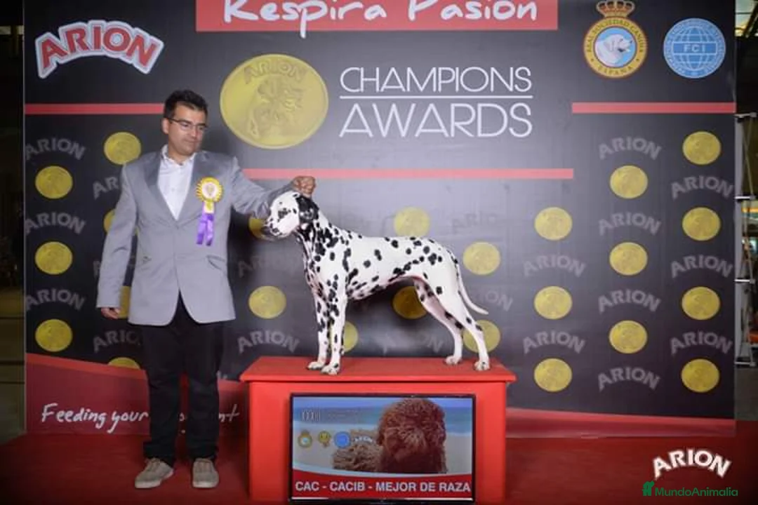 Dálmata perros en venta: Cachorros de dalmatas  - Anuncio 15