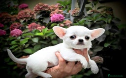 Chihuahua perros en venta: Chihuahuas toy cabeza de manzana - Imagen 9
