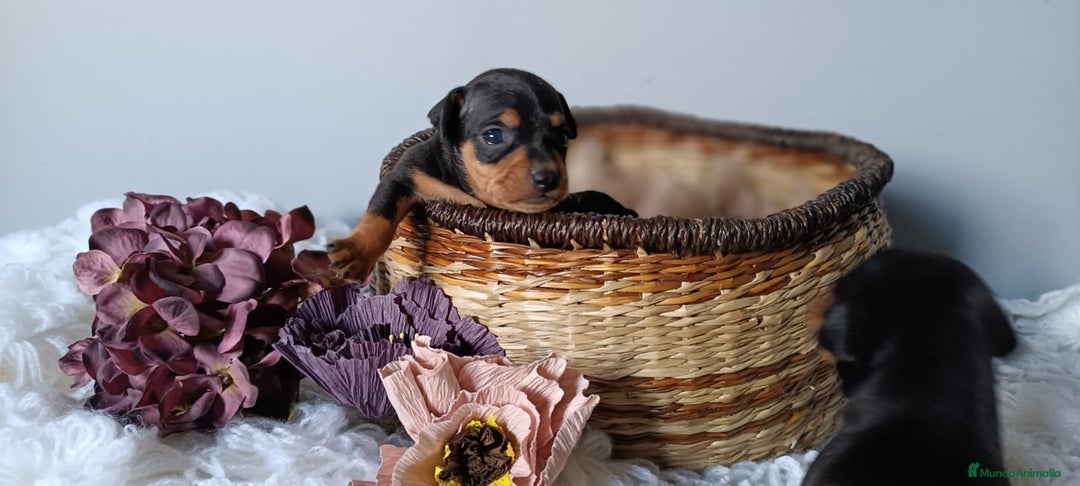 Pinscher Miniatura perros en venta: Cachorro Mini Pinscher - Anuncio 3