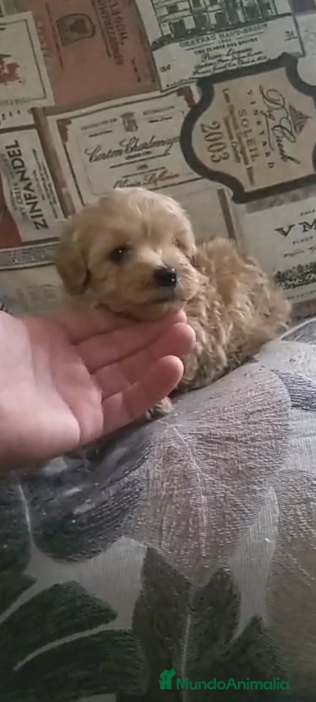 Maltipoo perros en venta: Maltipoo - Anuncio 1