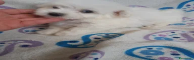 Bichón Maltés Cachorro 9