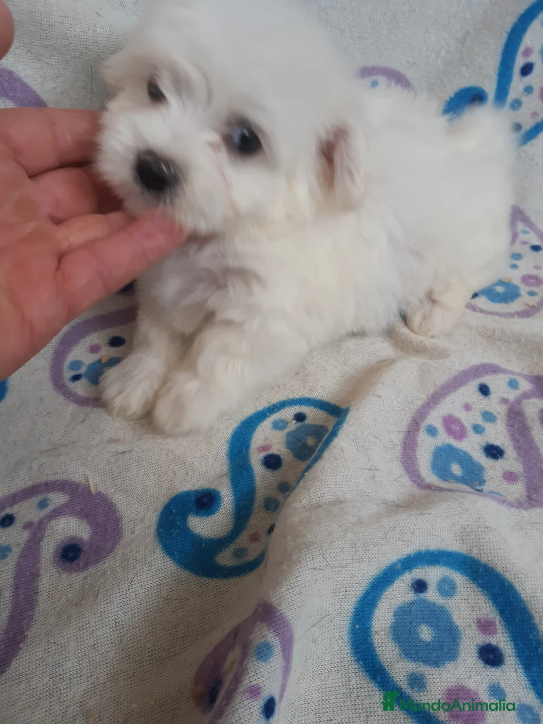 Bichón Maltés perros en venta: PRECIOSOS BICHON MALTES  LINEA TOY - Anuncio 12