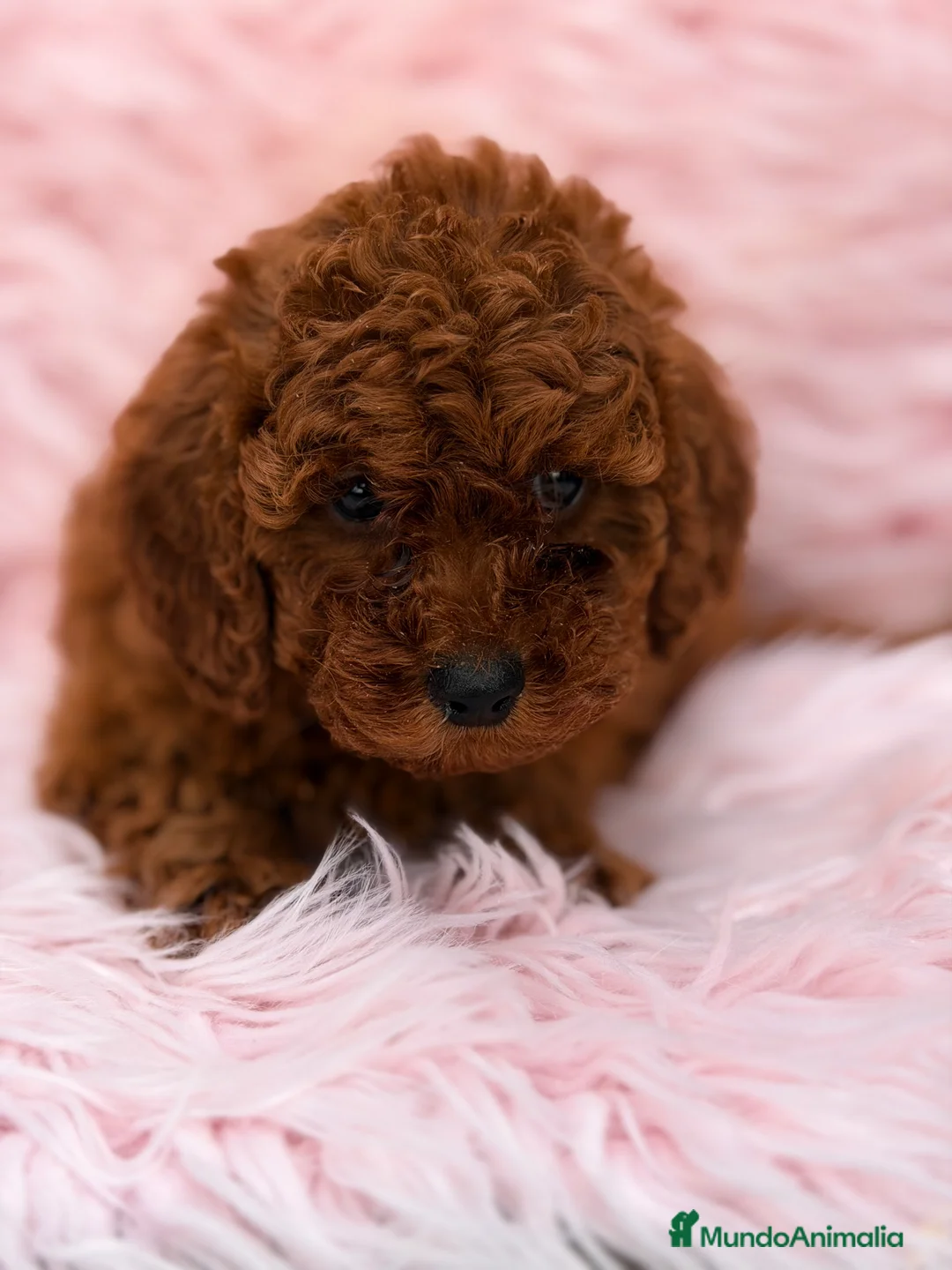 Caniche Enano perros en venta: Caniche  roja  - Anuncio 2