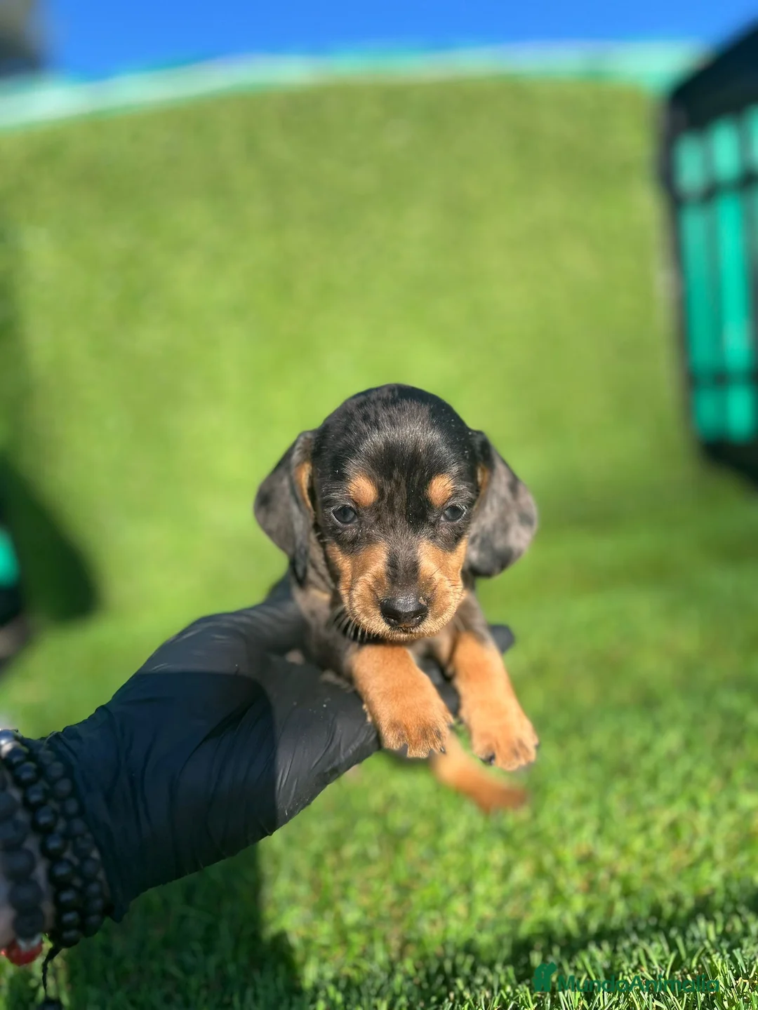 Teckel perros en venta: TECKEL //// MINIATURA  en Badajoz - Anuncio 6