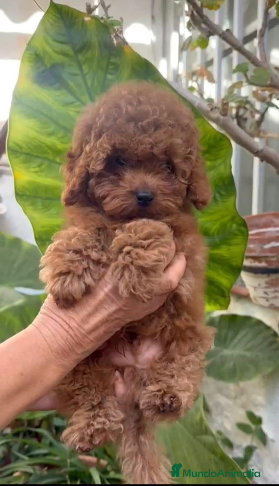 Caniche Toy perros Caniches toy - Anuncio 16