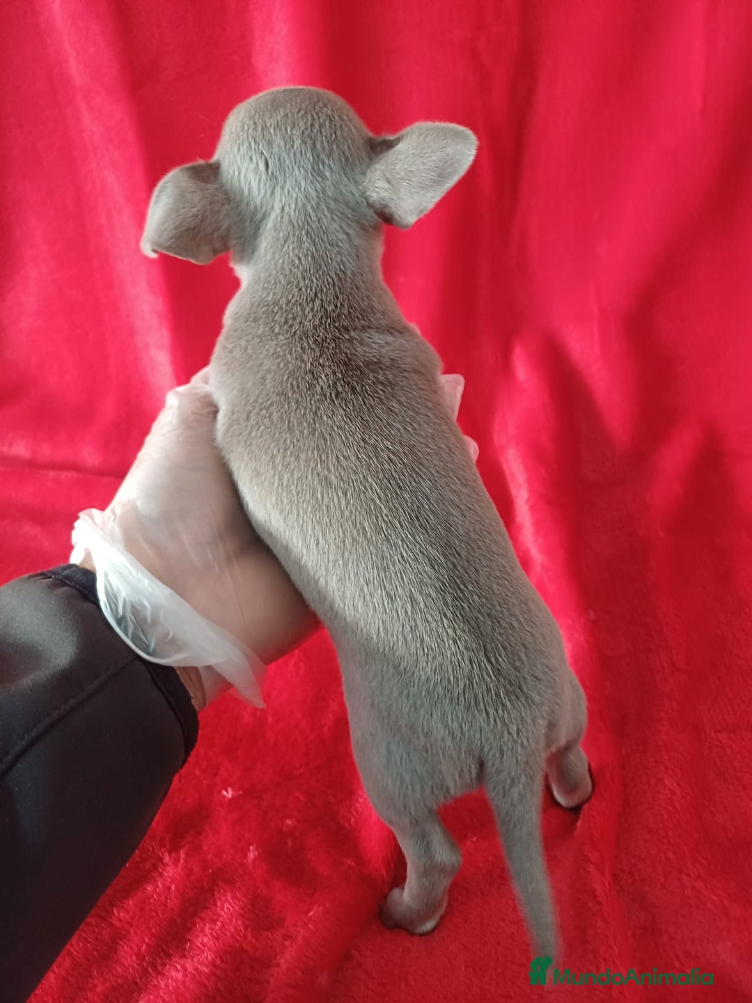 Chihuahua perros en venta: Chihuahua Mini  - Anuncio 2