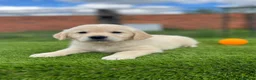 Golden Retriever perros en venta: Golden retriever  - Anuncio 1