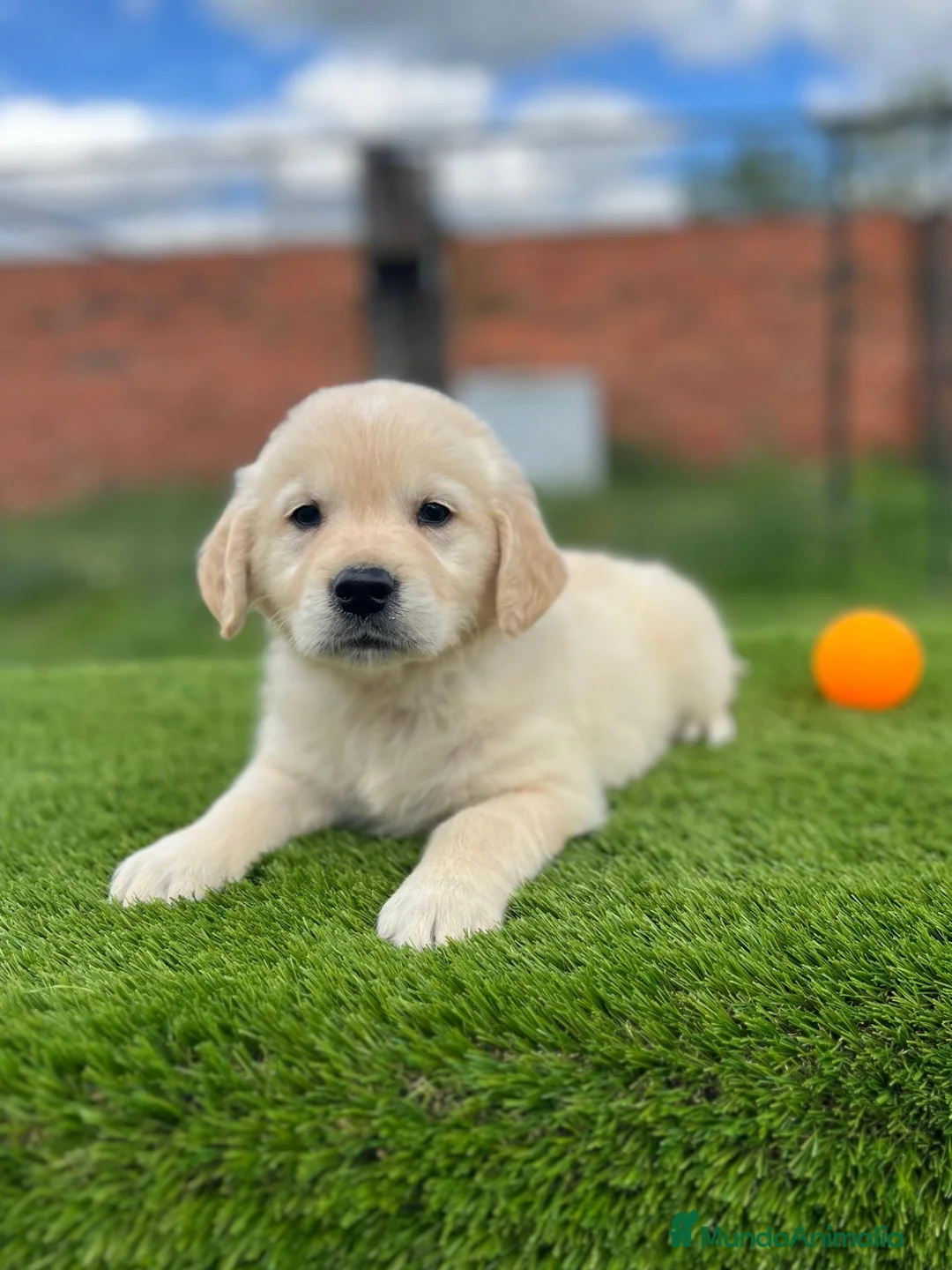 Golden Retriever perros en venta: Golden retriever  - Anuncio 1