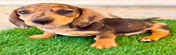 Teckel Miniatura perros en venta: Teckel miniatura merle choco - Anuncio 4